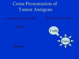 Activation of naïve T cells
Signal I
Signal II
Effector T cells: killers
T cells
Tumor
Cross Presentation of
Tumor Antigens
 