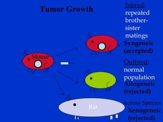 Syngeneic
(accepted)
Allogeneic
(rejected)
Inbred:
repeated
brother-
sister
matings
Outbred:
normal
population
Xenogeneic
(rejected)
Tumor Growth
Across Species
Rat
Mouse
 