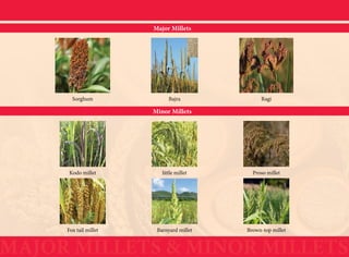 Millets Introduction FPO__________________ProfilesMillets.pdf