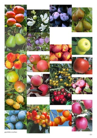 geschikte vruchten
                     - 13 -
 