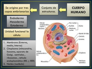 CUERPO
HUMANO
Conjunto de
estructuras.
Unidad funcional la
célula
1. Membrana (Externa,
media, Interna)
2. Citoplasma (mitocondria,
lisosoma, aparato de
Golgi, centriolos ,
ribosomas , retículo
endoplasmático (REL y RER)
3. Núcleo (nucléolo)
Se origina por tres
capas embrionarias
Endodermo
Mesodermo
Ectodermo
 