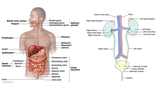 Introduction to Human Anatomy and Physiology.pptx