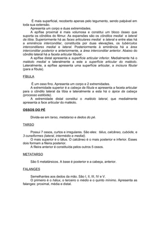 É mais superficial, recoberto apenas pelo tegumento, sendo palpável em
toda sua extensão.
Apresenta um corpo e duas extremidades.
A epífise proximal é mais volumosa e constitui um bloco ósseo que
suporta os côndilos do fêmur. As expansões são os côndilos medial e lateral
da tíbia. Superiormente há as faces articulares medial e lateral e entre elas há
a eminência intercondilar, constituída por duas elevações, os tubérculos
intercondilares medial e lateral. Posteriormente à eminência há a área
intercondilar posterior e anteriormente, a área intercondilar anterior. Abaixo do
côndilo lateral há a faceta articular fibular.
A epífise distal apresenta a superfície articular inferior. Medialmente há o
maléolo medial e lateralmente a este a superfície articular do maléolo.
Lateralmente, a epífise apresenta uma superfície articular, a incisura fibular
(para a fíbula).
FÍBULA
É um osso fino. Apresenta um corpo e 2 extremidades.
A extremidade superior é a cabeça da fíbula e apresenta a faceta articular
para o côndilo lateral da tíbia e lateralmente a esta há o ápice da cabeça
(processo estilóide).
A extremidade distal constitui o maléolo lateral, que medialmente
apresenta a face articular do maléolo.
OSSOS DO PÉ
Divide-se em tarso, metatarso e dedos do pé.
TARSO
Possui 7 ossos, curtos e irregulares. São eles: tálus, calcâneo, cubóide, e
3 cuneiformes (lateral, intermédio e medial).
O mais superior é o tálus. O calcâneo é o mais posterior e inferior. Esses
dois formam a fileira posterior.
A fileira anterior é constituída pelos outros 5 ossos.
METATARSO
São 5 metatársicos. A base é posterior e a cabeça, anterior.
FALANGES
Semelhantes aos dedos da mão. São I, II, III, IV e V.
O primeiro é o hálux, o terceiro o médio e o quinto mínimo. Apresenta as
falanges: proximal, média e distal.
 
