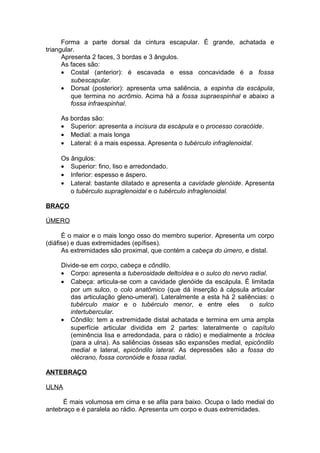 Forma a parte dorsal da cintura escapular. É grande, achatada e
triangular.
Apresenta 2 faces, 3 bordas e 3 ângulos.
As faces são:
• Costal (anterior): é escavada e essa concavidade é a fossa
subescapular.
• Dorsal (posterior): apresenta uma saliência, a espinha da escápula,
que termina no acrômio. Acima há a fossa supraespinhal e abaixo a
fossa infraespinhal.
As bordas são:
• Superior: apresenta a incisura da escápula e o processo coracóide.
• Medial: a mais longa
• Lateral: é a mais espessa. Apresenta o tubérculo infraglenoidal.
Os ângulos:
• Superior: fino, liso e arredondado.
• Inferior: espesso e áspero.
• Lateral: bastante dilatado e apresenta a cavidade glenóide. Apresenta
o tubérculo supraglenoidal e o tubérculo infraglenoidal.
BRAÇO
ÚMERO
É o maior e o mais longo osso do membro superior. Apresenta um corpo
(diáfise) e duas extremidades (epífises).
As extremidades são proximal, que contém a cabeça do úmero, e distal.
Divide-se em corpo, cabeça e côndilo.
• Corpo: apresenta a tuberosidade deltoídea e o sulco do nervo radial.
• Cabeça: articula-se com a cavidade glenóide da escápula. É limitada
por um sulco, o colo anatômico (que dá inserção à cápsula articular
das articulação gleno-umeral). Lateralmente a esta há 2 saliências: o
tubérculo maior e o tubérculo menor, e entre eles o sulco
intertubercular.
• Côndilo: tem a extremidade distal achatada e termina em uma ampla
superfície articular dividida em 2 partes: lateralmente o capítulo
(eminência lisa e arredondada, para o rádio) e medialmente a tróclea
(para a ulna). As saliências ósseas são expansões medial, epicôndilo
medial e lateral, epicôndilo lateral. As depressões são a fossa do
olécrano, fossa coronóide e fossa radial.
ANTEBRAÇO
ULNA
É mais volumosa em cima e se afila para baixo. Ocupa o lado medial do
antebraço e é paralela ao rádio. Apresenta um corpo e duas extremidades.
 