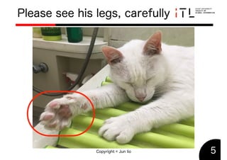 Do you know every cat has four bears?