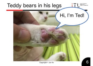 Do you know every cat has four bears?