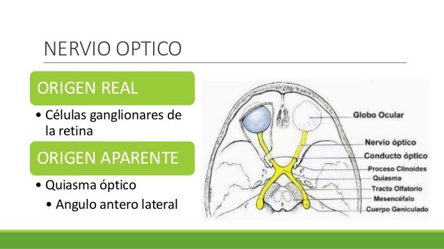 Resultado de imagen de par craneal 2