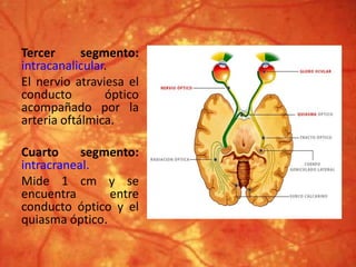 Tercer segmento:
intracanalicular.
El nervio atraviesa el
conducto óptico
acompañado por la
arteria oftálmica.
Cuarto segmento:
intracraneal.
Mide 1 cm y se
encuentra entre
conducto óptico y el
quiasma óptico.
 