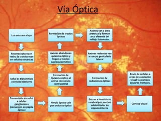 Vía Óptica
Luz entra en el ojo
Fotorreceptores en
retina la transforman
en señales electricas
Señal es transmitida
a celulas bipolares
Transmisión de señal
a celulas
ganglionares
(convergen en papila
óptica)
Nervio óptico sale
por onducto óptico
Formación de
Quiasma óptico al
unirse con nervio
contralateral
Axones abandonan
quiasma óptico y
llegan al núcleo
supraquiasmático
Formación de tractos
ópticos
Axones van a area
pretectal y forman
arco aferente del
reflejo fotomotor.
Axones restantes van
a cuerpo geniculado
lateral
Formación de
radiaciones ópticas
Entran a Hemisferio
cerebral por porción
sublenticular de
cápsula interna
Corteza Visual
Envío de señales a
áreas de asociación
visual y a campos
oculares frontales.
 
