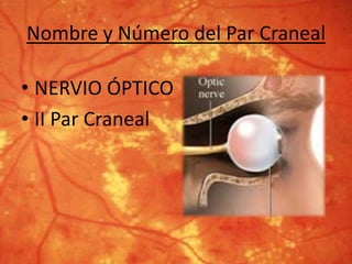 Nombre y Número del Par Craneal
• NERVIO ÓPTICO
• II Par Craneal
 