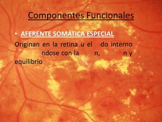 Componentes Funcionales
• AFERENTE SOMÁTICA ESPECIAL
Originan en la retina u el do interno
ndose con la n, n y
equilibrio
 