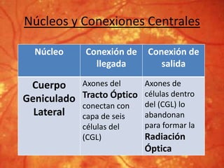 Núcleos y Conexiones Centrales
Núcleo Conexión de
llegada
Conexión de
salida
Cuerpo
Geniculado
Lateral
Axones del
Tracto Óptico
conectan con
capa de seis
células del
(CGL)
Axones de
células dentro
del (CGL) lo
abandonan
para formar la
Radiación
Óptica
 