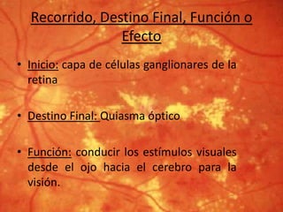 • Inicio: capa de células ganglionares de la
retina
• Destino Final: Quiasma óptico
• Función: conducir los estímulos visuales
desde el ojo hacia el cerebro para la
visión.
Recorrido, Destino Final, Función o
Efecto
 