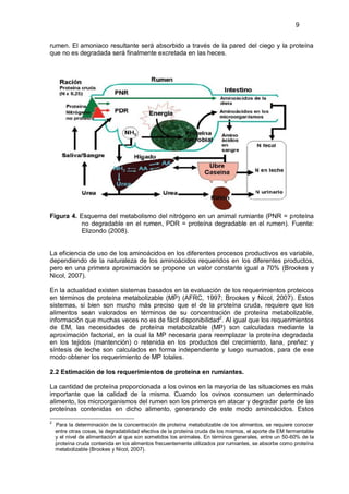 9


rumen. El amoniaco resultante será absorbido a través de la pared del ciego y la proteína
que no es degradada será finalmente excretada en las heces.




Figura 4. Esquema del metabolismo del nitrógeno en un animal rumiante (PNR = proteína
          no degradable en el rumen, PDR = proteína degradable en el rumen). Fuente:
          Elizondo (2008).


La eficiencia de uso de los aminoácidos en los diferentes procesos productivos es variable,
dependiendo de la naturaleza de los aminoácidos requeridos en los diferentes productos,
pero en una primera aproximación se propone un valor constante igual a 70% (Brookes y
Nicol, 2007).

En la actualidad existen sistemas basados en la evaluación de los requerimientos proteicos
en términos de proteína metabolizable (MP) (AFRC, 1997; Brookes y Nicol, 2007). Estos
sistemas, si bien son mucho más preciso que el de la proteína cruda, requiere que los
alimentos sean valorados en términos de su concentración de proteína metabolizable,
información que muchas veces no es de fácil disponibilidad2. Al igual que los requerimientos
de EM, las necesidades de proteína metabolizable (MP) son calculadas mediante la
aproximación factorial, en la cual la MP necesaria para reemplazar la proteína degradada
en los tejidos (mantención) o retenida en los productos del crecimiento, lana, preñez y
síntesis de leche son calculados en forma independiente y luego sumados, para de ese
modo obtener los requerimiento de MP totales.

2.2 Estimación de los requerimientos de proteína en rumiantes.

La cantidad de proteína proporcionada a los ovinos en la mayoría de las situaciones es más
importante que la calidad de la misma. Cuando los ovinos consumen un determinado
alimento, los microorganismos del rumen son los primeros en atacar y degradar parte de las
proteínas contenidas en dicho alimento, generando de este modo aminoácidos. Estos

2
    Para la determinación de la concentración de proteína metabolizable de los alimentos, se requiere conocer
    entre otras cosas, la degradabilidad efectiva de la proteína cruda de los mismos, el aporte de EM fermentable
    y el nivel de alimentación al que son sometidos los animales. En términos generales, entre un 50-60% de la
    proteína cruda contenida en los alimentos frecuentemente utilizados por rumiantes, se absorbe como proteína
    metabolizable (Brookes y Nicol, 2007).
 