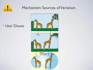 Mechanism: Sources of Variation



•   Use/ Disuse
 