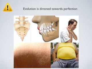 Evolution is directed towards perfection
 