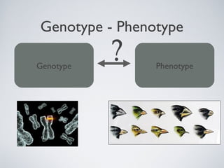 Genotype - Phenotype

Genotype
           ?    Phenotype
 