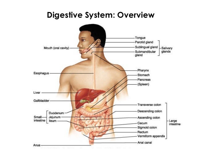 3 activities digestion mechanical IIT for file PowerPoint