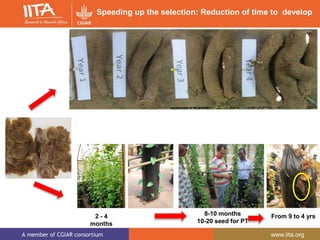 Iita yam breeding 2005-2015 | PPTX