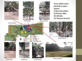 Trees which were
planted in open
spaces
i) Sterculia Alatia
Ii) Plumer Alba
Iii) Ashoka
Iv) Tecoma Arcenia
Botanical garden
Plumer Alba Tecoma Arcenia
Sterculia Alatia
Ashoka tree
Sterculia Alatia
Plumer Alba Tecoma Arcenia
 