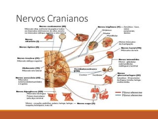 Nervos Cranianos
 