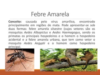 Febre Amarela
Conceito: causada pelo vírus amarílico, encontrado
principalmente em regiões de mata. Pode apresentar-se sob
duas formas: febre amarela silvestre (cujos vetores são os
mosquitos Aedes Albopictus e Aedes Haemagogus, sendo os
primatas os principais hospedeiros e o homem o hospedeiro
acidental e a febre amarela urbana, que tem como vetor o
mosquito Aedes Aegypti e o homem como hospedeiro
principal.
 
