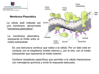 Membrana Plasmática

La célula está rodeada por
una membrana, denominada
"membrana plasmática"..

La membrana plasmática
representa el límite entre el
medio extracelular

    Es una estructura continua que rodea a la célula. Por un lado está en
    contacto con el citoplasma (medio interno) y, por el otro, con el medio
    extracelular que representa el medio externo.

    Contiene receptores específicos que permiten a la célula interaccionar
    con mensajeros químicos y emitir la respuesta adecuada.
 