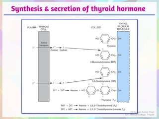 Synthesis & secretion of thyroid hormone
Dr Naveen Kumar Cheri
S.V. Medical College, Tirupati
 