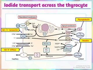 Iodide transport across the thyrocyte
Na+ / I– Symporter
Na+ K+ ATPase
Pendrin
Thyroglobulin
Dr Naveen Kumar Cheri
S.V. Medical College, Tirupati
 