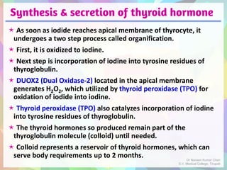 Synthesis & secretion of thyroid hormone
 As soon as iodide reaches apical membrane of thyrocyte, it
undergoes a two step process called organification.
 First, it is oxidized to iodine.
 Next step is incorporation of iodine into tyrosine residues of
thyroglobulin.
 DUOX2 (Dual Oxidase-2) located in the apical membrane
generates H2O2, which utilized by thyroid peroxidase (TPO) for
oxidation of iodide into iodine.
 Thyroid peroxidase (TPO) also catalyzes incorporation of iodine
into tyrosine residues of thyroglobulin.
 The thyroid hormones so produced remain part of the
thyroglobulin molecule (colloid) until needed.
 Colloid represents a reservoir of thyroid hormones, which can
serve body requirements up to 2 months. Dr Naveen Kumar Cheri
S.V. Medical College, Tirupati
 