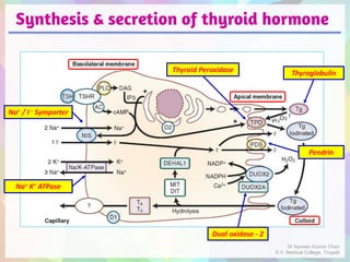 Synthesis & secretion of thyroid hormone
Na+ / I– Symporter
Na+ K+ ATPase
Pendrin
Thyroglobulin
Dual oxidase - 2
Thyroid Peroxidase
Dr Naveen Kumar Cheri
S.V. Medical College, Tirupati
 