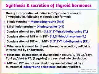 Synthesis & secretion of thyroid hormones
• During incorporation of iodine into Tyrosine residues of
Thyroglobulin, following molecules are formed:
o 3-iodo tyrosine – Monoiodotyrosine (MIT)
o 3,5-di-iodo tyrosine – Diiodotyrosine (DIT)
o Condensation of two DITs - 3,5,3',5'-Tetraiodothyronine (T4)
o Condensation of MIT with DIT - 3,5,3'-Triodothyronine (T3)
o Condensation of DIT with MIT - 3, 3',5'-Triodothyronine (RT3)
 Whenever is a need for thyroid hormone secretion, colloid is
internalized by endocytosis.
 Lysosomal degradation of thyroglobulin occurs. T4 (80 μg/day),
T3 (4 μg/day) & RT3 (2 μg/day) are secreted into circulation.
 MIT and DIT are not secreted, they are deiodinated by a
microsomal iodotyrosine deiodinase and are reutilized.
Dr Naveen Kumar Cheri
S.V. Medical College, Tirupati
 