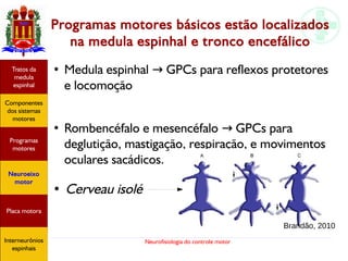 Neurofisiologia do controle motor
Programas motores básicos estão localizados
na medula espinhal e tronco encefálico
●
Medula espinhal GPCs para reflexos protetores→
e locomoção
●
Rombencéfalo e mesencéfalo GPCs para→
deglutição, mastigação, respiração, e movimentos
oculares sacádicos.
Hipotálamo
e homeostase
Coneitos
motivacionais
Áreas funcionais
do córtex
Sede
Fome
Sensação e
percepção
Controle
motor
Sistema
comportamental
Componentes
dos sistemas
motores
Tratos da
medula
espinhal
Placa motora
Programas
motores
Neuroeixo
motor
Ciclos
locomotores
Interneurônios
espinhais
● Cerveau isolé
Brandão, 2010
Hipotálamo
e homeostase
Coneitos
motivacionais
Áreas funcionais
do córtex
Sede
Fome
Sensação e
percepção
Controle
motor
Sistema
comportamental
Componentes
dos sistemas
motores
Tratos da
medula
espinhal
Placa motora
Programas
motores
Neuroeixo
motor
Ciclos
locomotores
Interneurônios
espinhais
Hipotálamo
e homeostase
Coneitos
motivacionais
Áreas funcionais
do córtex
Sede
Fome
Sensação e
percepção
Componentes
dos sistemas
motores
Tratos da
medula
espinhal
Placa motora
Programas
motores
Neuroeixo
motor
Interneurônios
espinhais
 