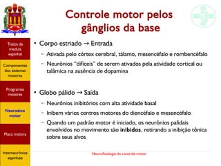 Neurofisiologia do controle motor
Controle motor pelos
gânglios da base
●
Corpo estriado Entrada→
– Ativada pelo córtex cerebral, tálamo, mesencéfalo e rombencéfalo
– Neurônios “difíceis” de serem ativados pela atividade cortical ou
talâmica na ausência de dopamina
●
Globo pálido Saída→
– Neurônios inibitórios com alta atividade basal
– Inibem vários centros motores do diencéfalo e mesencéfalo
– Quando um padrão motor é iniciado, os neurônios palidais
envolvidos no movimento são inibidos, retirando a inibição tônica
sobre seus alvos
Hipotálamo
e homeostase
Coneitos
motivacionais
Áreas funcionais
do córtex
Sede
Fome
Sensação e
percepção
Controle
motor
Sistema
comportamental
Componentes
dos sistemas
motores
Tratos da
medula
espinhal
Placa motora
Programas
motores
Neuroeixo
motor
Ciclos
locomotores
Interneurônios
espinhais
Hipotálamo
e homeostase
Coneitos
motivacionais
Áreas funcionais
do córtex
Sede
Fome
Sensação e
percepção
Controle
motor
Sistema
comportamental
Componentes
dos sistemas
motores
Tratos da
medula
espinhal
Placa motora
Programas
motores
Neuroeixo
motor
Ciclos
locomotores
Interneurônios
espinhais
Hipotálamo
e homeostase
Coneitos
motivacionais
Áreas funcionais
do córtex
Sede
Fome
Sensação e
percepção
Componentes
dos sistemas
motores
Tratos da
medula
espinhal
Placa motora
Programas
motores
Neuroeixo
motor
Interneurônios
espinhais
 