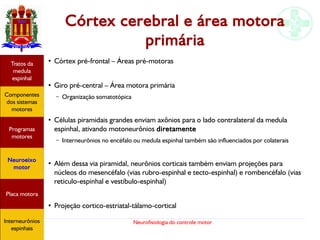 Neurofisiologia do controle motor
Córtex cerebral e área motora
primária
●
Córtex pré-frontal – Áreas pré-motoras
●
Giro pré-central – Área motora primária
– Organização somatotópica
●
Células piramidais grandes enviam axônios para o lado contralateral da medula
espinhal, ativando motoneurônios diretamente
– Interneurônios no encéfalo ou medula espinhal também são influenciados por colaterais
●
Além dessa via piramidal, neurônios corticais também enviam projeções para
núcleos do mesencéfalo (vias rubro-espinhal e tecto-espinhal) e rombencéfalo (vias
reticulo-espinhal e vestíbulo-espinhal)
●
Projeção cortico-estriatal-tálamo-cortical
Hipotálamo
e homeostase
Coneitos
motivacionais
Áreas funcionais
do córtex
Sede
Fome
Sensação e
percepção
Controle
motor
Sistema
comportamental
Componentes
dos sistemas
motores
Tratos da
medula
espinhal
Placa motora
Programas
motores
Neuroeixo
motor
Ciclos
locomotores
Interneurônios
espinhais
Hipotálamo
e homeostase
Coneitos
motivacionais
Áreas funcionais
do córtex
Sede
Fome
Sensação e
percepção
Controle
motor
Sistema
comportamental
Componentes
dos sistemas
motores
Tratos da
medula
espinhal
Placa motora
Programas
motores
Neuroeixo
motor
Ciclos
locomotores
Interneurônios
espinhais
Hipotálamo
e homeostase
Coneitos
motivacionais
Áreas funcionais
do córtex
Sede
Fome
Sensação e
percepção
Componentes
dos sistemas
motores
Tratos da
medula
espinhal
Placa motora
Programas
motores
Neuroeixo
motor
Interneurônios
espinhais
 