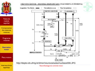 Neurofisiologia do controle motor
http://depto.icb.ufmg.br/dmor/neurovia/aulas/nucbase006.JPG
Hipotálamo
e homeostase
Coneitos
motivacionais
Áreas funcionais
do córtex
Sede
Fome
Sensação e
percepção
Controle
motor
Sistema
comportamental
Componentes
dos sistemas
motores
Tratos da
medula
espinhal
Placa motora
Programas
motores
Neuroeixo
motor
Ciclos
locomotores
Interneurônios
espinhais
Hipotálamo
e homeostase
Coneitos
motivacionais
Áreas funcionais
do córtex
Sede
Fome
Sensação e
percepção
Controle
motor
Sistema
comportamental
Componentes
dos sistemas
motores
Tratos da
medula
espinhal
Placa motora
Programas
motores
Neuroeixo
motor
Ciclos
locomotores
Interneurônios
espinhais
Hipotálamo
e homeostase
Coneitos
motivacionais
Áreas funcionais
do córtex
Sede
Fome
Sensação e
percepção
Componentes
dos sistemas
motores
Tratos da
medula
espinhal
Placa motora
Programas
motores
Neuroeixo
motor
Interneurônios
espinhais
 