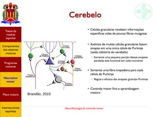 Neurofisiologia do controle motor
Cerebelo
Hipotálamo
e homeostase
Coneitos
motivacionais
Áreas funcionais
do córtex
Sede
Fome
Sensação e
percepção
Controle
motor
Sistema
comportamental
Componentes
dos sistemas
motores
Tratos da
medula
espinhal
Placa motora
Programas
motores
Neuroeixo
motor
Ciclos
locomotores
Interneurônios
espinhais
●
Células granulares recebem informações
específicas vidas de poucas fibras musgosas
●
Axônios de muitas células granulares fazem
sinapse em uma única célula de Purkinje
(saída inibitória do cerebelo)
– Somente uma pequena porção dessas sinapses
paralelas está funcional em cada momento
●
Somente uma fibra trepadeira para cada
célula de Purkinje
– Regula a eficácia das sinapses granular-Purkinje
●
Controle motor fino e aprendizagem
motoraBrandão, 2010
Hipotálamo
e homeostase
Coneitos
motivacionais
Áreas funcionais
do córtex
Sede
Fome
Sensação e
percepção
Controle
motor
Sistema
comportamental
Componentes
dos sistemas
motores
Tratos da
medula
espinhal
Placa motora
Programas
motores
Neuroeixo
motor
Ciclos
locomotores
Interneurônios
espinhais
Hipotálamo
e homeostase
Coneitos
motivacionais
Áreas funcionais
do córtex
Sede
Fome
Sensação e
percepção
Componentes
dos sistemas
motores
Tratos da
medula
espinhal
Placa motora
Programas
motores
Neuroeixo
motor
Interneurônios
espinhais
 