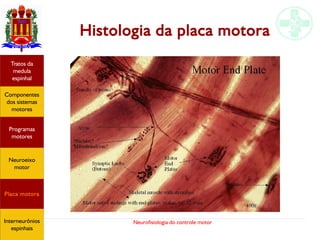 Neurofisiologia do controle motor
Hipotálamo
e homeostase
Coneitos
motivacionais
Áreas funcionais
do córtex
Sede
Fome
Sensação e
percepção
Controle
motor
Sistema
comportamental
Componentes
dos sistemas
motores
Tratos da
medula
espinhal
Placa motora
Programas
motores
Neuroeixo
motor
Ciclos
locomotores
Interneurônios
espinhais
Histologia da placa motora
Hipotálamo
e homeostase
Coneitos
motivacionais
Áreas funcionais
do córtex
Sede
Fome
Sensação e
percepção
Componentes
dos sistemas
motores
Tratos da
medula
espinhal
Placa motora
Programas
motores
Neuroeixo
motor
Interneurônios
espinhais
 