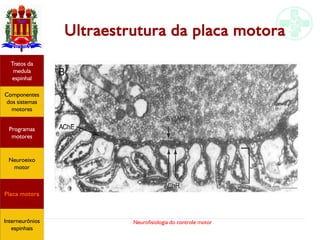 Neurofisiologia do controle motor
Ultraestrutura da placa motora
Hipotálamo
e homeostase
Coneitos
motivacionais
Áreas funcionais
do córtex
Sede
Fome
Sensação e
percepção
Controle
motor
Sistema
comportamental
Componentes
dos sistemas
motores
Tratos da
medula
espinhal
Placa motora
Programas
motores
Neuroeixo
motor
Ciclos
locomotores
Interneurônios
espinhais
Hipotálamo
e homeostase
Coneitos
motivacionais
Áreas funcionais
do córtex
Sede
Fome
Sensação e
percepção
Componentes
dos sistemas
motores
Tratos da
medula
espinhal
Placa motora
Programas
motores
Neuroeixo
motor
Interneurônios
espinhais
 