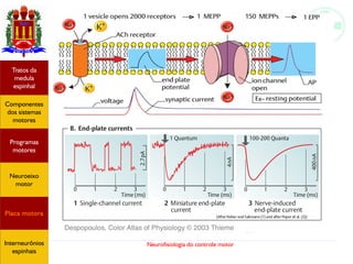 Neurofisiologia do controle motor
Hipotálamo
e homeostase
Coneitos
motivacionais
Áreas funcionais
do córtex
Sede
Fome
Sensação e
percepção
Controle
motor
Sistema
comportamental
Componentes
dos sistemas
motores
Tratos da
medula
espinhal
Placa motora
Programas
motores
Neuroeixo
motor
Ciclos
locomotores
Interneurônios
espinhais
Hipotálamo
e homeostase
Coneitos
motivacionais
Áreas funcionais
do córtex
Sede
Fome
Sensação e
percepção
Componentes
dos sistemas
motores
Tratos da
medula
espinhal
Placa motora
Programas
motores
Neuroeixo
motor
Interneurônios
espinhais
 