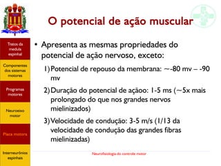 Neurofisiologia do controle motor
O potencial de ação muscular
● Apresenta as mesmas propriedades do
potencial de ação nervoso, exceto:
1)Potencial de repouso da membrana: ~-80 mv – -90
mv
2)Duração do potencial de açãoo: 1-5 ms (~5x mais
prolongado do que nos grandes nervos
mielinizados)
3)Velocidade de condução: 3-5 m/s (1/13 da
velocidade de condução das grandes fibras
mielinizadas)
Hipotálamo
e homeostase
Coneitos
motivacionais
Áreas funcionais
do córtex
Sede
Fome
Sensação e
percepção
Controle
motor
Sistema
comportamental
Componentes
dos sistemas
motores
Tratos da
medula
espinhal
Placa motora
Programas
motores
Neuroeixo
motor
Ciclos
locomotores
Interneurônios
espinhais
Hipotálamo
e homeostase
Coneitos
motivacionais
Áreas funcionais
do córtex
Sede
Fome
Sensação e
percepção
Componentes
dos sistemas
motores
Tratos da
medula
espinhal
Placa motora
Programas
motores
Neuroeixo
motor
Interneurônios
espinhais
 