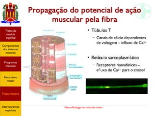 Neurofisiologia do controle motor
Propagação do potencial de ação
muscular pela fibra
●
Túbulos T
– Canais de cálcio dependentes
de voltagem – influxo de Ca2+
●
Retículo sarcoplasmático
– Receptores rianodínicos –
efluxo de Ca2+ para o citosol
Hipotálamo
e homeostase
Coneitos
motivacionais
Áreas funcionais
do córtex
Sede
Fome
Sensação e
percepção
Controle
motor
Sistema
comportamental
Componentes
dos sistemas
motores
Tratos da
medula
espinhal
Placa motora
Programas
motores
Neuroeixo
motor
Ciclos
locomotores
Interneurônios
espinhais
Hipotálamo
e homeostase
Coneitos
motivacionais
Áreas funcionais
do córtex
Sede
Fome
Sensação e
percepção
Componentes
dos sistemas
motores
Tratos da
medula
espinhal
Placa motora
Programas
motores
Neuroeixo
motor
Interneurônios
espinhais
 