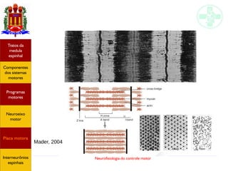 Neurofisiologia do controle motor
Mader, 2004
Hipotálamo
e homeostase
Coneitos
motivacionais
Áreas funcionais
do córtex
Sede
Fome
Sensação e
percepção
Controle
motor
Sistema
comportamental
Componentes
dos sistemas
motores
Tratos da
medula
espinhal
Placa motora
Programas
motores
Neuroeixo
motor
Ciclos
locomotores
Interneurônios
espinhais
Hipotálamo
e homeostase
Coneitos
motivacionais
Áreas funcionais
do córtex
Sede
Fome
Sensação e
percepção
Componentes
dos sistemas
motores
Tratos da
medula
espinhal
Placa motora
Programas
motores
Neuroeixo
motor
Interneurônios
espinhais
 