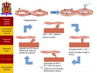 Neurofisiologia do controle motor
Tropomiosina
Ca2+
Ca2+
ADP + PO
4
2-
ligado à
ponte cruzada
Complexo ADP + PO
4
2-
+
ponte cruzada se liga à
actina
Liberação do ADP +
PO
4
2-
faz com que a
miosina se movimente,
deslocando a actina
Ligação do ATP leva a
miosina de volta ao
estado de repouso
Hipotálamo
e homeostase
Coneitos
motivacionais
Áreas funcionais
do córtex
Sede
Fome
Sensação e
percepção
Controle
motor
Sistema
comportamental
Componentes
dos sistemas
motores
Tratos da
medula
espinhal
Placa motora
Programas
motores
Neuroeixo
motor
Ciclos
locomotores
Interneurônios
espinhais
Hipotálamo
e homeostase
Coneitos
motivacionais
Áreas funcionais
do córtex
Sede
Fome
Sensação e
percepção
Componentes
dos sistemas
motores
Tratos da
medula
espinhal
Placa motora
Programas
motores
Neuroeixo
motor
Interneurônios
espinhais
 