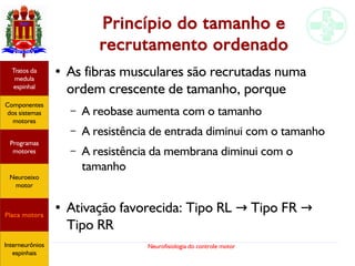 Neurofisiologia do controle motor
Princípio do tamanho e
recrutamento ordenado
● As fibras musculares são recrutadas numa
ordem crescente de tamanho, porque
– A reobase aumenta com o tamanho
– A resistência de entrada diminui com o tamanho
– A resistência da membrana diminui com o
tamanho
● Ativação favorecida: Tipo RL Tipo FR→ →
Tipo RR
Hipotálamo
e homeostase
Coneitos
motivacionais
Áreas funcionais
do córtex
Sede
Fome
Sensação e
percepção
Controle
motor
Sistema
comportamental
Componentes
dos sistemas
motores
Tratos da
medula
espinhal
Placa motora
Programas
motores
Neuroeixo
motor
Ciclos
locomotores
Interneurônios
espinhais
Hipotálamo
e homeostase
Coneitos
motivacionais
Áreas funcionais
do córtex
Sede
Fome
Sensação e
percepção
Componentes
dos sistemas
motores
Tratos da
medula
espinhal
Placa motora
Programas
motores
Neuroeixo
motor
Interneurônios
espinhais
 