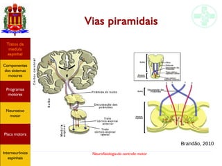 Neurofisiologia do controle motor
Vias piramidais
Brandão, 2010
Hipotálamo
e homeostase
Coneitos
motivacionais
Áreas funcionais
do córtex
Sede
Fome
Sensação e
percepção
Controle
motor
Sistema
comportamental
Componentes
dos sistemas
motores
Tratos da
medula
espinhal
Placa motora
Programas
motores
Neuroeixo
motor
Ciclos
locomotores
Interneurônios
espinhais
Hipotálamo
e homeostase
Coneitos
motivacionais
Áreas funcionais
do córtex
Sede
Fome
Sensação e
percepção
Controle
motor
Sistema
comportamental
Componentes
dos sistemas
motores
Tratos da
medula
espinhal
Placa motora
Programas
motores
Neuroeixo
motor
Ciclos
locomotores
Interneurônios
espinhais
Hipotálamo
e homeostase
Coneitos
motivacionais
Áreas funcionais
do córtex
Sede
Fome
Sensação e
percepção
Controle
motor
Sistema
comportamental
Componentes
dos sistemas
motores
Tratos da
medula
espinhal
Placa motora
Programas
motores
Neuroeixo
motor
Ciclos
locomotores
Interneurônios
espinhais
Hipotálamo
e homeostase
Coneitos
motivacionais
Áreas funcionais
do córtex
Sede
Fome
Sensação e
percepção
Controle
motor
Sistema
comportamental
Componentes
dos sistemas
motores
Tratos da
medula
espinhal
Placa motora
Programas
motores
Neuroeixo
motor
Ciclos
locomotores
Interneurônios
espinhais
Hipotálamo
e homeostase
Coneitos
motivacionais
Áreas funcionais
do córtex
Sede
Fome
Sensação e
percepção
Controle
motor
Sistema
comportamental
Componentes
dos sistemas
motores
Tratos da
medula
espinhal
Placa motora
Programas
motores
Neuroeixo
motor
Ciclos
locomotores
Interneurônios
espinhais
Hipotálamo
e homeostase
Coneitos
motivacionais
Áreas funcionais
do córtex
Sede
Fome
Sensação e
percepção
Componentes
dos sistemas
motores
Tratos da
medula
espinhal
Placa motora
Programas
motores
Neuroeixo
motor
Interneurônios
espinhais
 