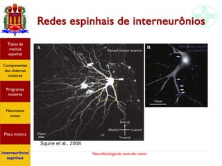 Neurofisiologia do controle motor
Hipotálamo
e homeostase
Coneitos
motivacionais
Áreas funcionais
do córtex
Sede
Fome
Sensação e
percepção
Componentes
dos sistemas
motores
Tratos da
medula
espinhal
Placa motora
Programas
motores
Neuroeixo
motor
Interneurônios
espinhais
Redes espinhais de interneurônios
Squire et al., 2008
 