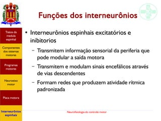 Neurofisiologia do controle motor
Funções dos interneurônios
● Interneurônios espinhais excitatórios e
inibitorios
– Transmitem informação sensorial da periferia que
pode modular a saída motora
– Transmitem e modulam sinais encefálicos através
de vias descendentes
– Formam redes que produzem atividade rítmica
padronizada
Hipotálamo
e homeostase
Coneitos
motivacionais
Áreas funcionais
do córtex
Sede
Fome
Sensação e
percepção
Componentes
dos sistemas
motores
Tratos da
medula
espinhal
Placa motora
Programas
motores
Neuroeixo
motor
Interneurônios
espinhais
 