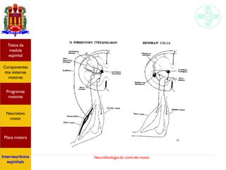 Neurofisiologia do controle motor
Hipotálamo
e homeostase
Coneitos
motivacionais
Áreas funcionais
do córtex
Sede
Fome
Sensação e
percepção
Componentes
dos sistemas
motores
Tratos da
medula
espinhal
Placa motora
Programas
motores
Neuroeixo
motor
Interneurônios
espinhais
 