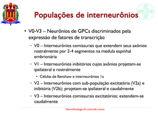 Neurofisiologia do controle motor
Populações de interneurônios
●
V0-V3 – Neurônios de GPCs discriminados pela
expressão de fatores de transcrição
– V0 – Interneurônios comissurais que extendem seus axônios
rostralmente por 2-4 segmentos na medula espinhal
embrionária
– V1 – Interneurônios inibitórios cujos axônios projetam-se
ipsilateral e rostralmente
●
Células de Renshaw e interneurônios 1a
– V2 – Interneurônios com sub-população excitatória (V2a) e
inibitória (V2b); projetam-se ipsilateral e caudalmente
– V3 – Interneurônios comissurais excitatórios; extendem-se
caudalmente
 